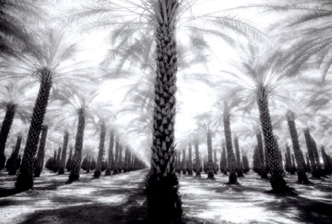 calpalmtrees1